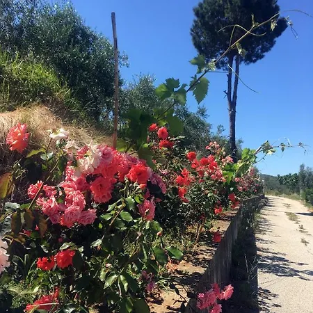 Nature Kolonje (Fier)