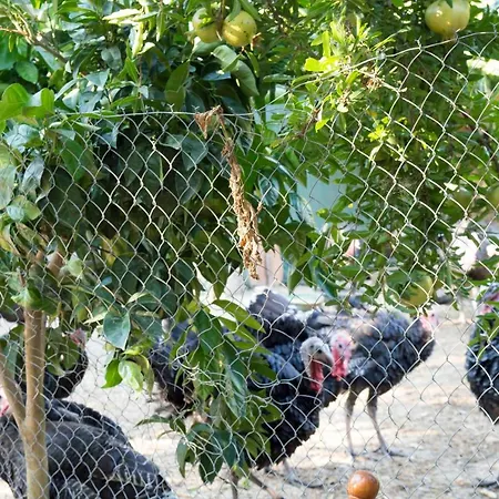 Nature ホテル Kolonjë