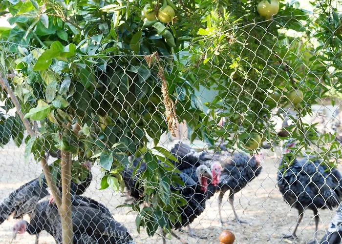 Nature Otel Kolonje (Fier)